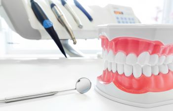 Model Of Teeth and Gums